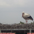 14_10-mast.jpg