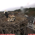 14_10-nest.jpg