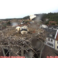 14_20-nest.jpg