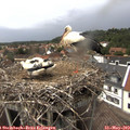 14_25-nest.jpg
