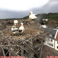 14_30-nest.jpg