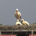 14_35-mast.jpg