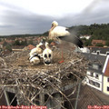 14_35-nest.jpg