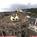 14_40-nest.jpg