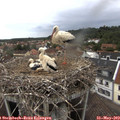 14_45-nest.jpg
