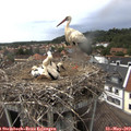 14_50-nest.jpg