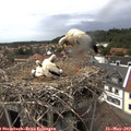 14_55-nest.jpg