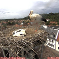 15_00-nest.jpg