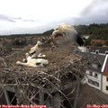 15_05-nest.jpg