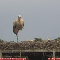 15_10-mast.jpg