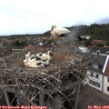 15_10-nest.jpg