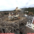 15_15-nest.jpg