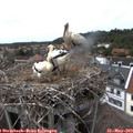 15_20-nest.jpg
