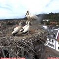 15_25-nest.jpg