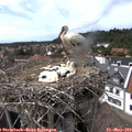 15_30-nest.jpg