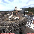15_35-nest.jpg