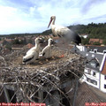 15_40-nest.jpg