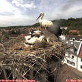 15_45-nest.jpg