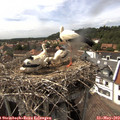 15_50-nest.jpg