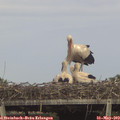 15_55-mast.jpg