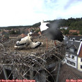 15_55-nest.jpg