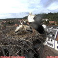 16_00-nest.jpg