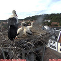 16_05-nest.jpg