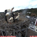 16_10-nest.jpg