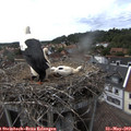 16_15-nest.jpg