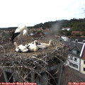 16_20-nest.jpg