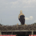 16_25-mast.jpg