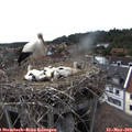 16_25-nest.jpg