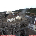16_30-nest.jpg