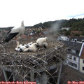 16_35-nest.jpg