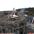 16_40-nest.jpg