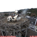 16_45-nest.jpg