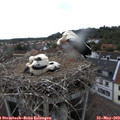 16_50-nest.jpg