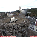 16_55-nest.jpg