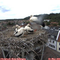 17_00-nest.jpg