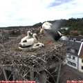 17_05-nest.jpg