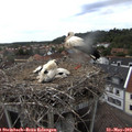 17_10-nest.jpg
