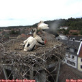 17_15-nest.jpg
