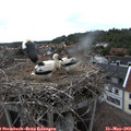 17_20-nest.jpg