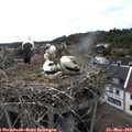 17_25-nest.jpg
