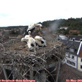 17_30-nest.jpg
