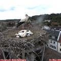 17_35-nest.jpg