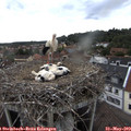 17_40-nest.jpg