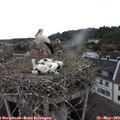 17_45-nest.jpg
