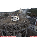 17_50-nest.jpg