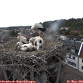 17_55-nest.jpg